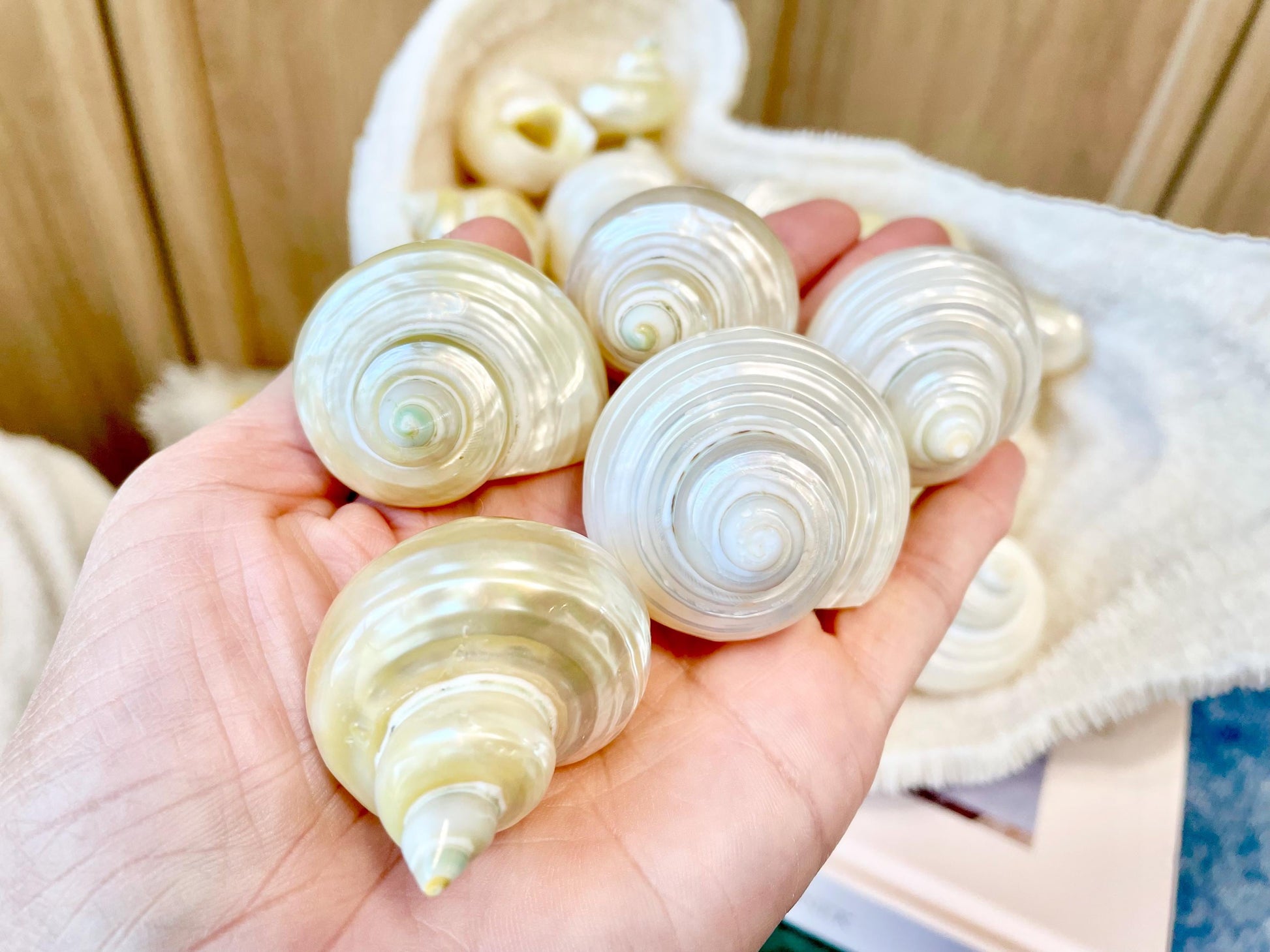 DESIGNER HERMIT CRAB Turbo Shells *1.5-2" w/ .75-1" opening* Golden Pearl Goldmouth Seashell