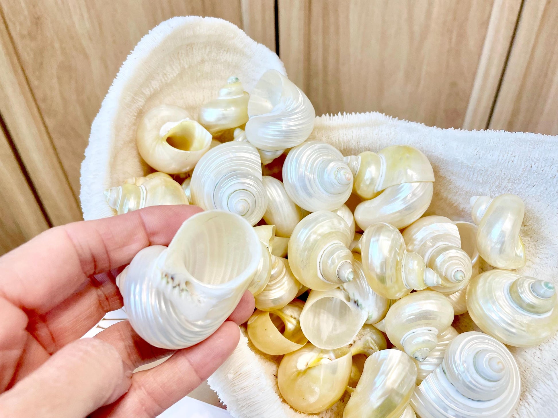 DESIGNER HERMIT CRAB Turbo Shells *1.5-2" w/ .75-1" opening* Golden Pearl Goldmouth Seashell