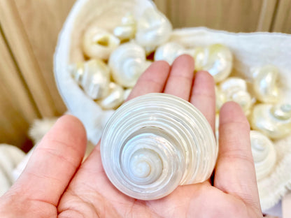 DESIGNER HERMIT CRAB Turbo Shells *1.5-2" w/ .75-1" opening* Golden Pearl Goldmouth Seashell