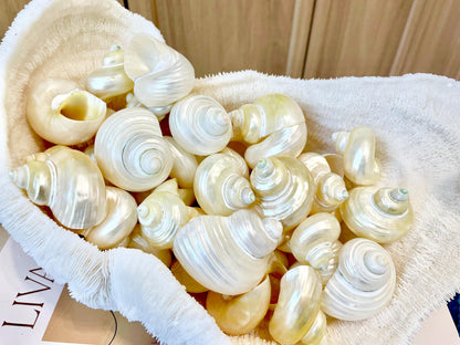 DESIGNER HERMIT CRAB Turbo Shells *1.5-2" w/ .75-1" opening* Golden Pearl Goldmouth Seashell