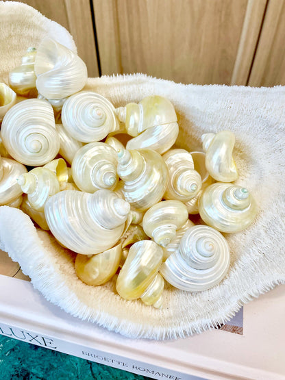 DESIGNER HERMIT CRAB Turbo Shells *1.5-2" w/ .75-1" opening* Golden Pearl Goldmouth Seashell