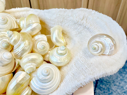 DESIGNER HERMIT CRAB Turbo Shells *1.5-2" w/ .75-1" opening* Golden Pearl Goldmouth Seashell