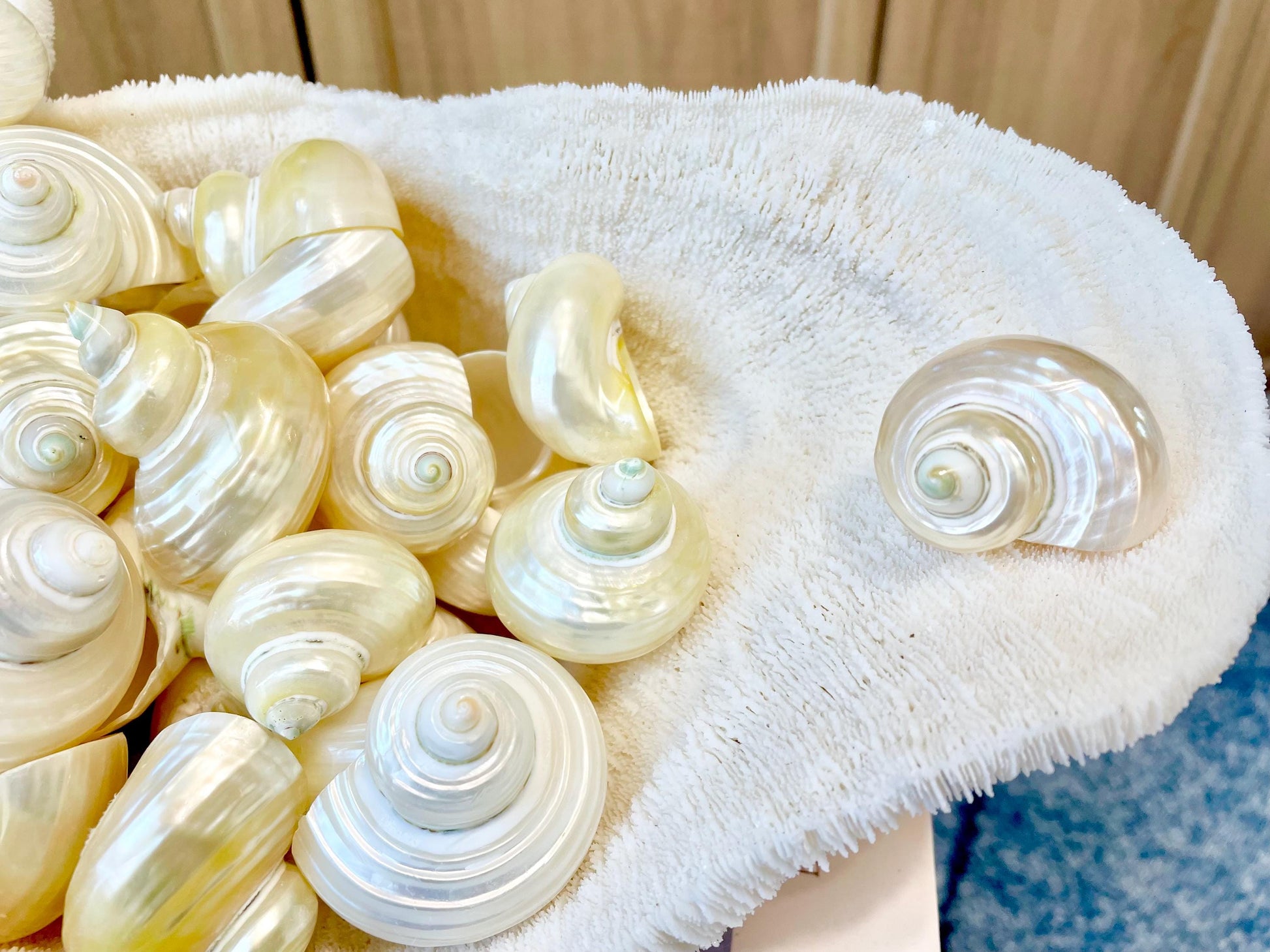 DESIGNER HERMIT CRAB Turbo Shells *1.5-2" w/ .75-1" opening* Golden Pearl Goldmouth Seashell