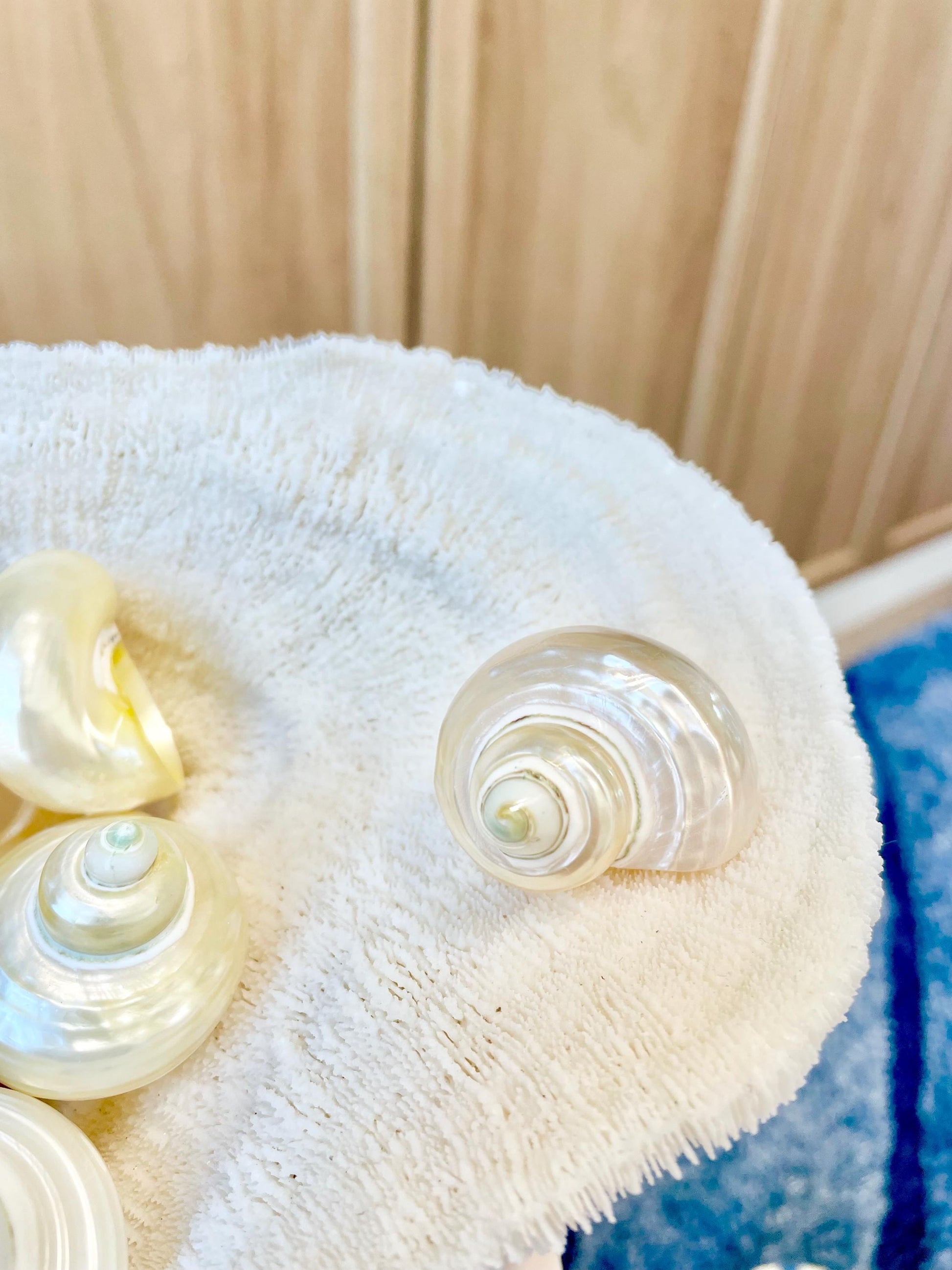 DESIGNER HERMIT CRAB Turbo Shells *1.5-2" w/ .75-1" opening* Golden Pearl Goldmouth Seashell