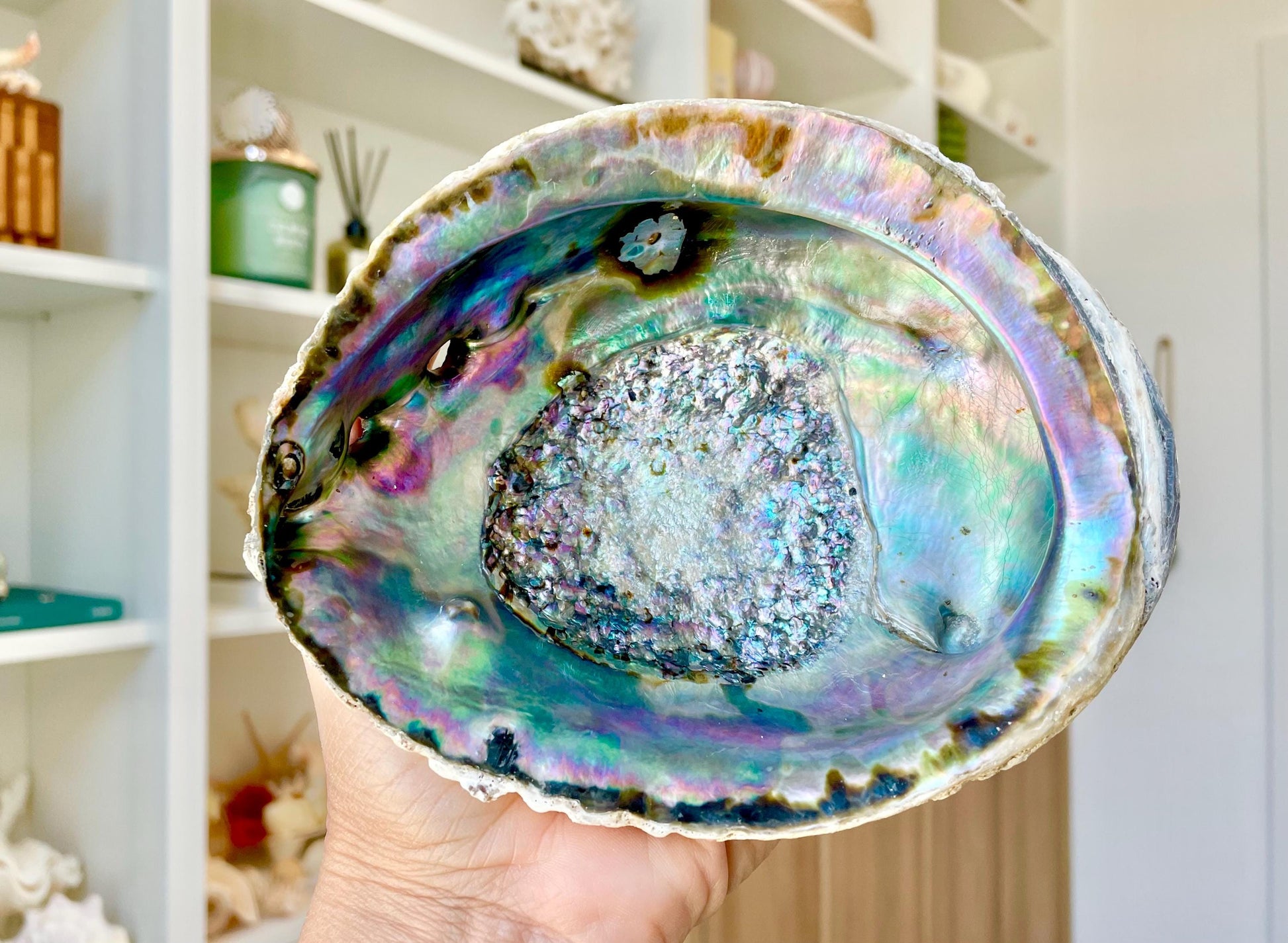Raw Pink Deep Abalone Sage Shell 6-7" Blue Purple Iridescent Coastal Décor Seashell
