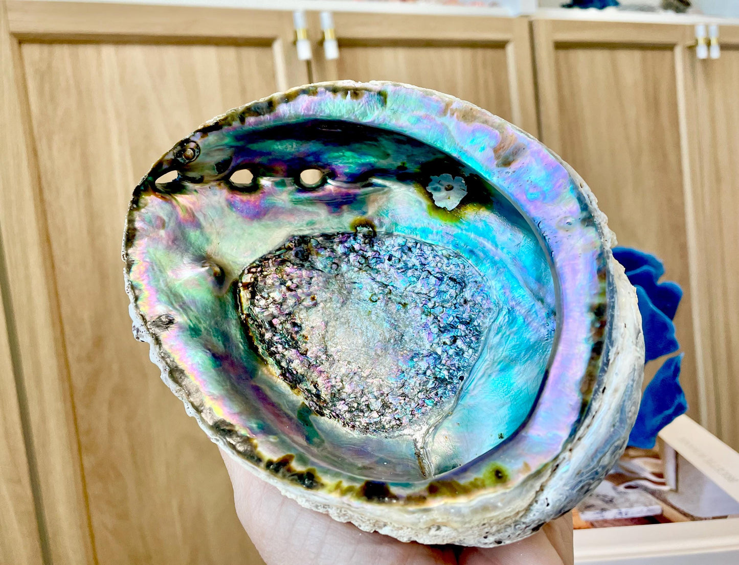 Raw Pink Deep Abalone Sage Shell 6-7" Blue Purple Iridescent Coastal Décor Seashell