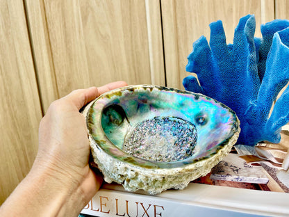 Raw Pink Deep Abalone Sage Shell 6-7" Blue Purple Iridescent Coastal Décor Seashell