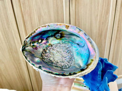 Raw Pink Deep Abalone Sage Shell 6-7" Blue Purple Iridescent Coastal Décor Seashell