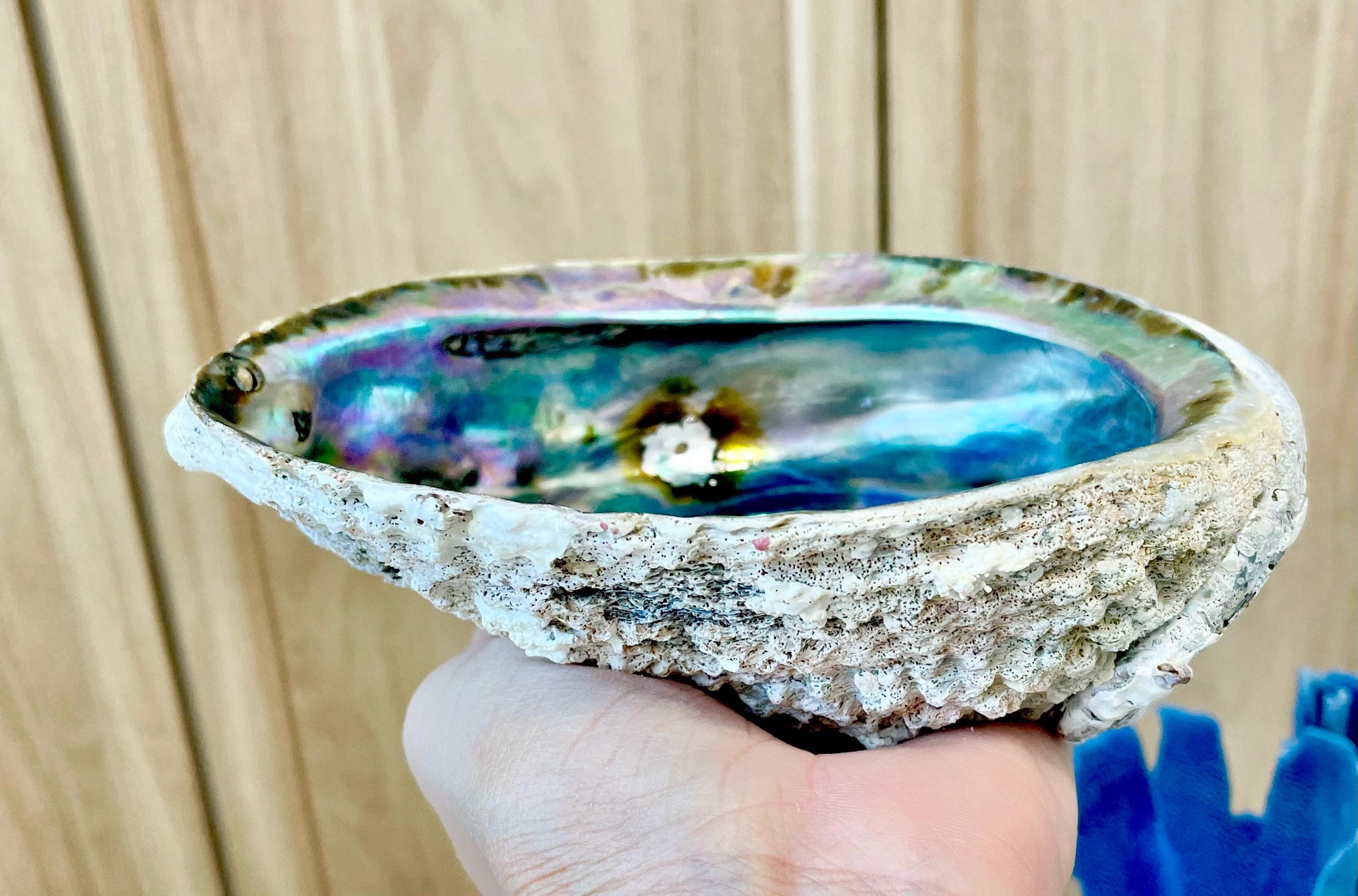 Raw Pink Deep Abalone Sage Shell 6-7" Blue Purple Iridescent Coastal Décor Seashell