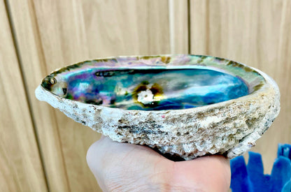 Raw Pink Deep Abalone Sage Shell 6-7" Blue Purple Iridescent Coastal Décor Seashell