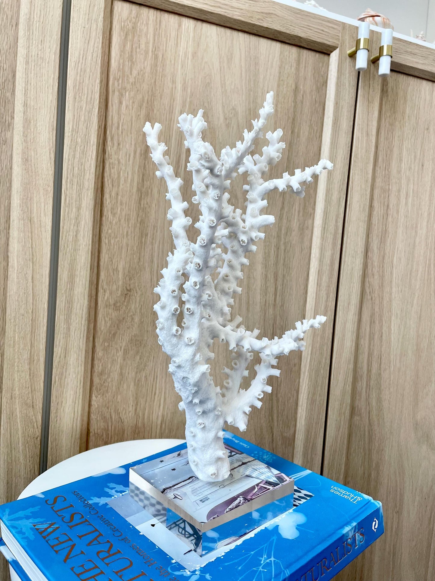 Natural Octopus Coral Fossil Display: 13.5"x 8.5"x 4" Coastal Beach Home Décor