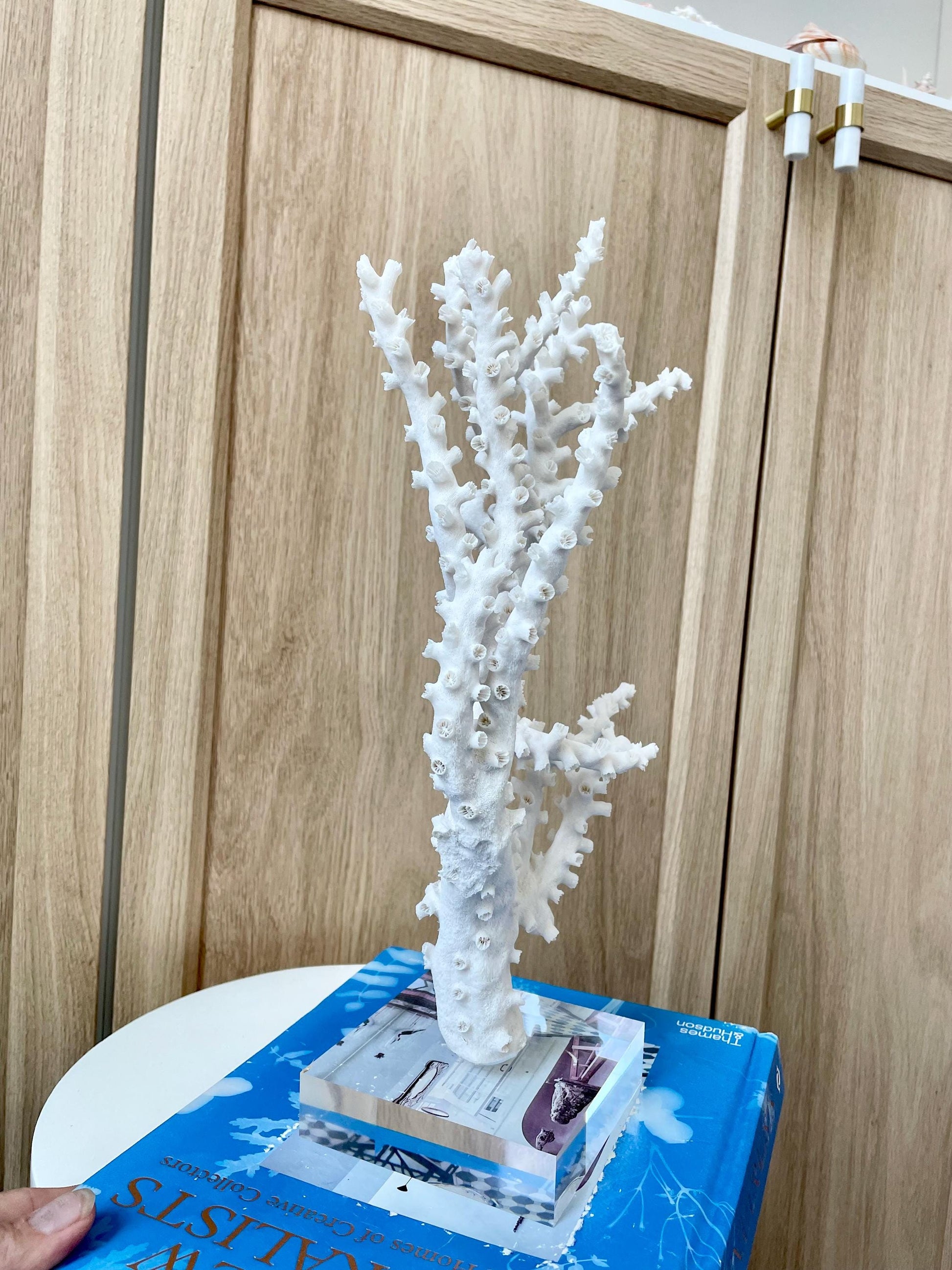 Natural Octopus Coral Fossil Display: 13.5"x 8.5"x 4" Coastal Beach Home Décor