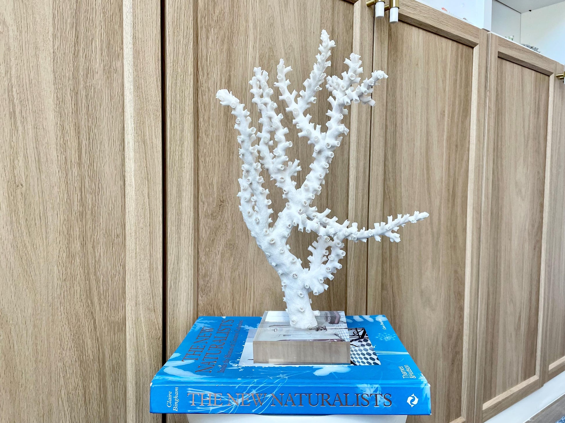 Natural Octopus Coral Fossil Display: 13.5"x 8.5"x 4" Coastal Beach Home Décor