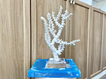 Natural Octopus Coral Fossil Display: 13.5"x 8.5"x 4" Coastal Beach Home Décor