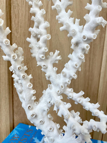 Natural Octopus Coral Fossil Display: 13.5"x 8.5"x 4" Coastal Beach Home Décor
