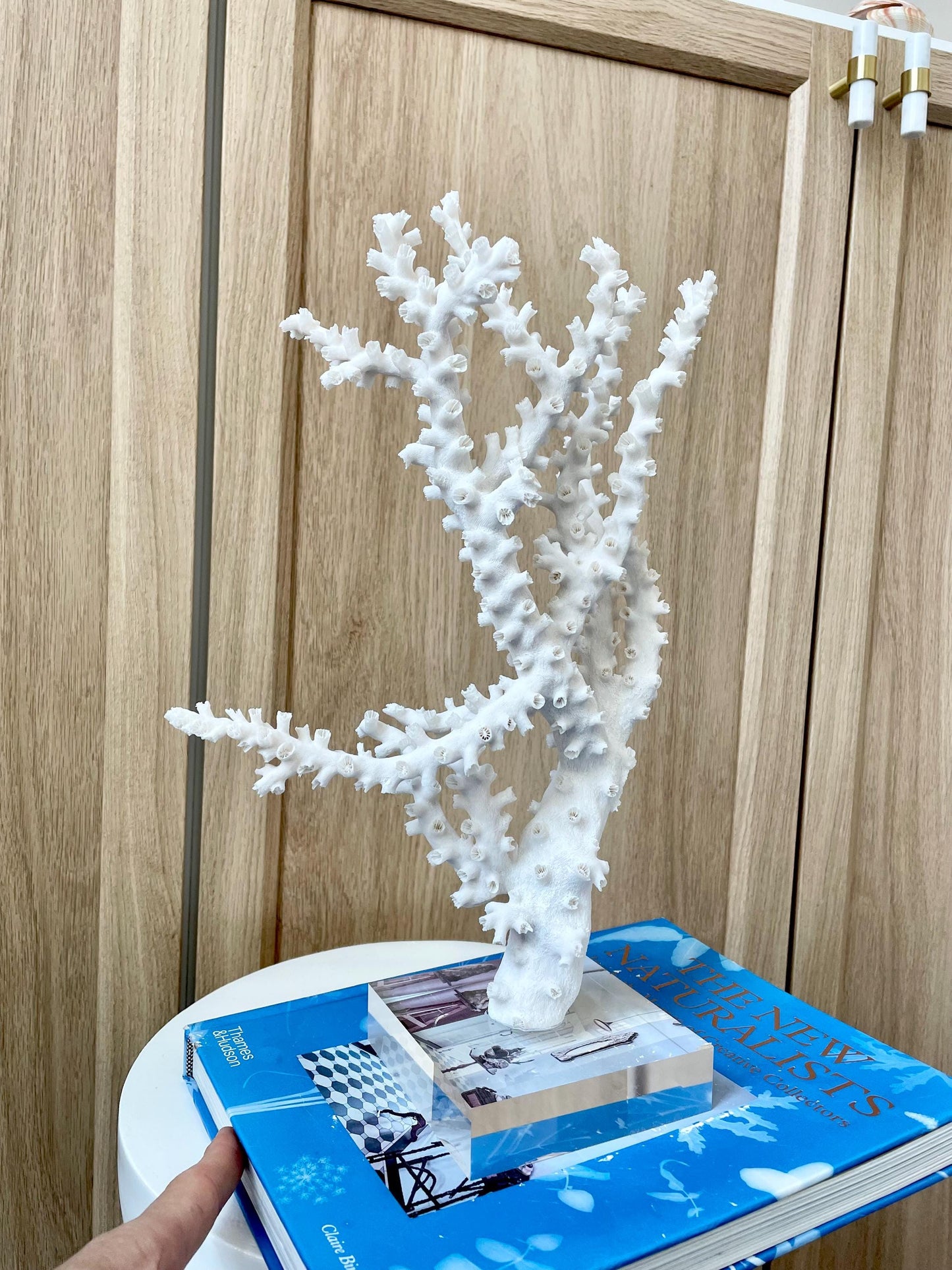 Natural Octopus Coral Fossil Display: 13.5"x 8.5"x 4" Coastal Beach Home Décor