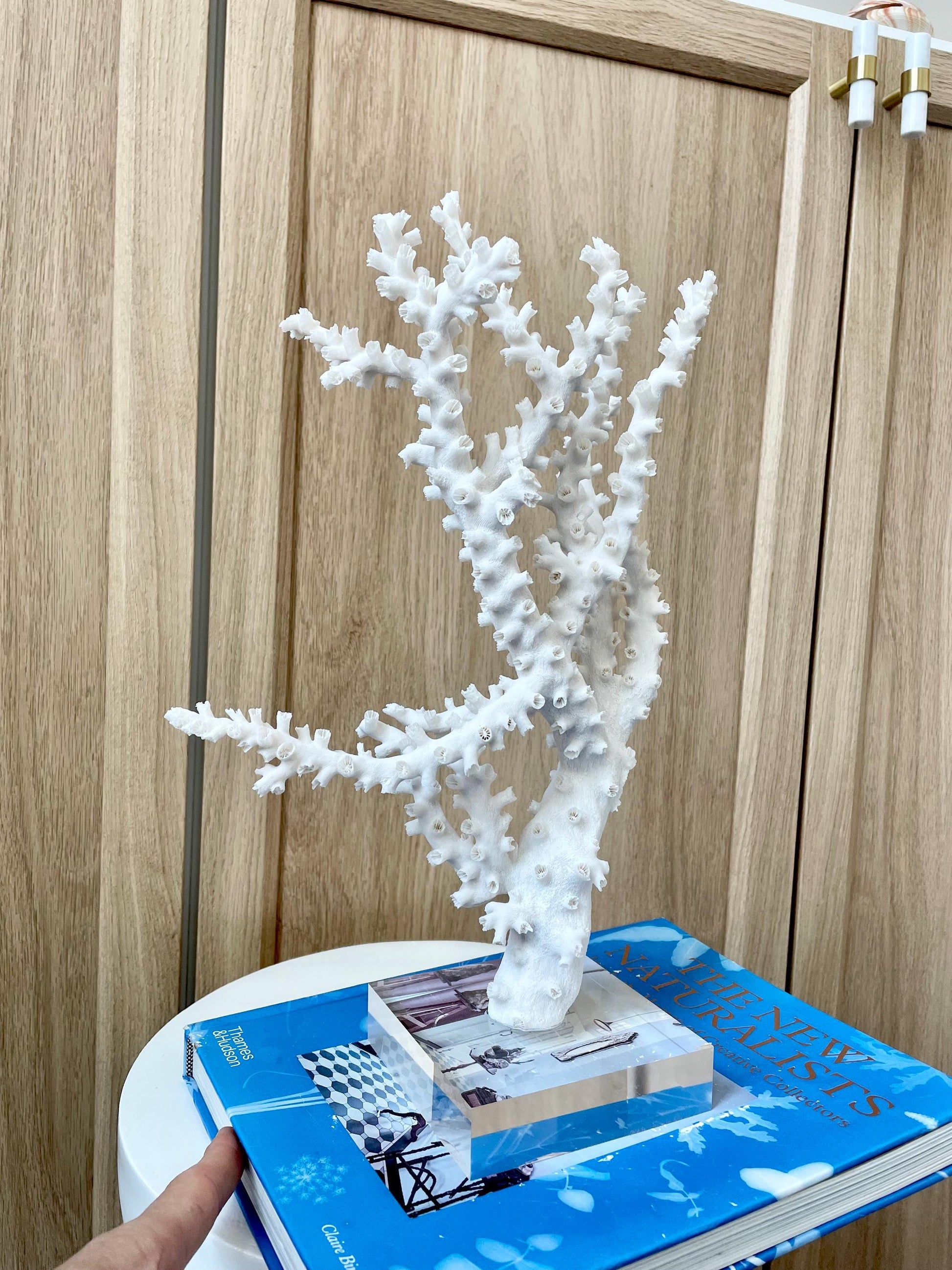 Natural Octopus Coral Fossil Display: 13.5"x 8.5"x 4" Coastal Beach Home Décor
