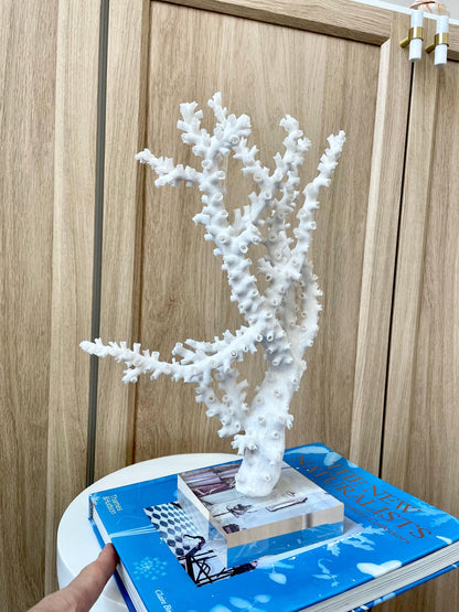 Natural Octopus Coral Fossil Display: 13.5"x 8.5"x 4" Coastal Beach Home Décor