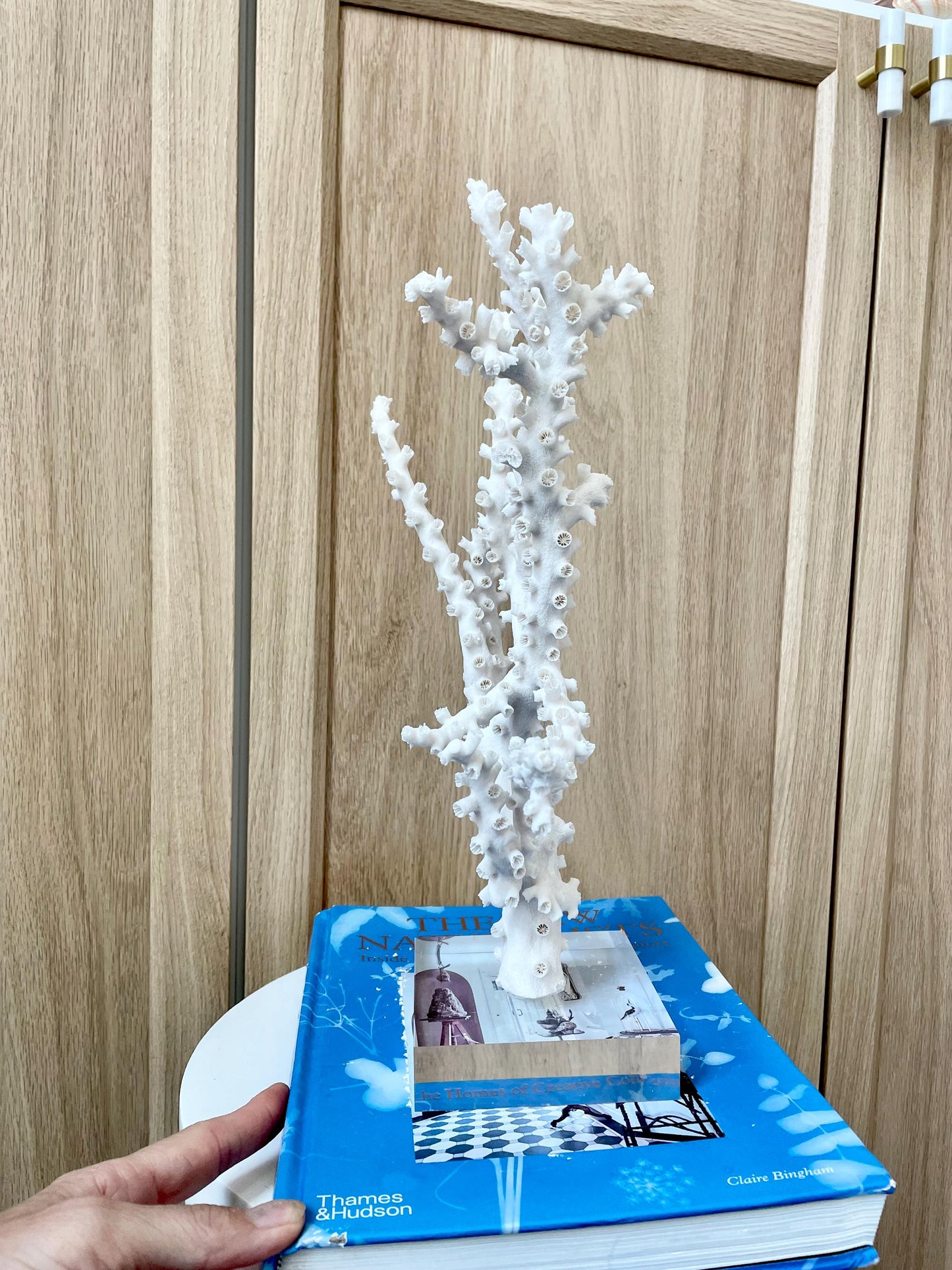 Natural Octopus Coral Fossil Display: 13.5"x 8.5"x 4" Coastal Beach Home Décor