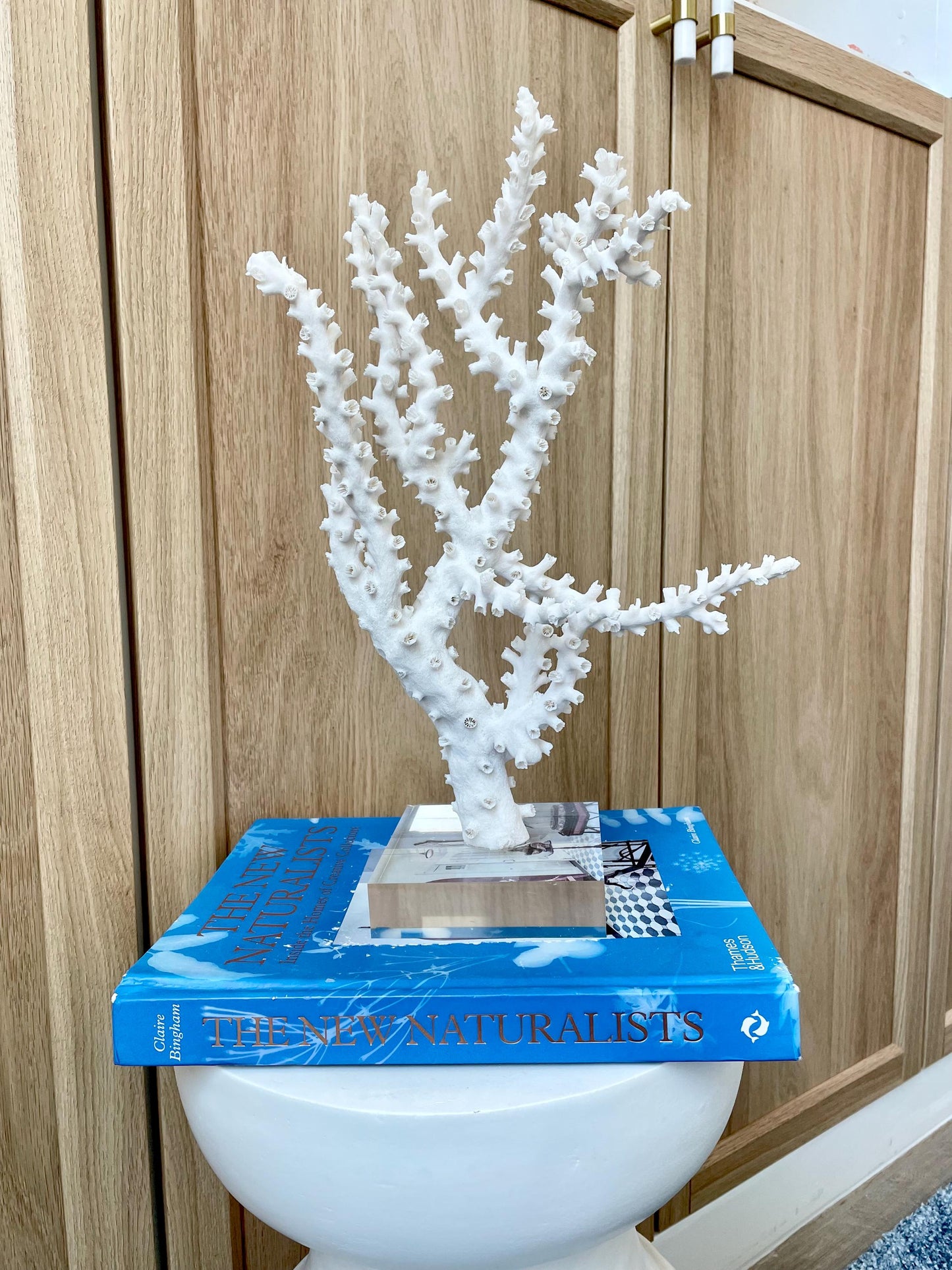 Natural Octopus Coral Fossil Display: 13.5"x 8.5"x 4" Coastal Beach Home Décor