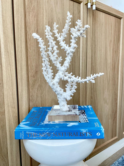 Natural Octopus Coral Fossil Display: 13.5"x 8.5"x 4" Coastal Beach Home Décor