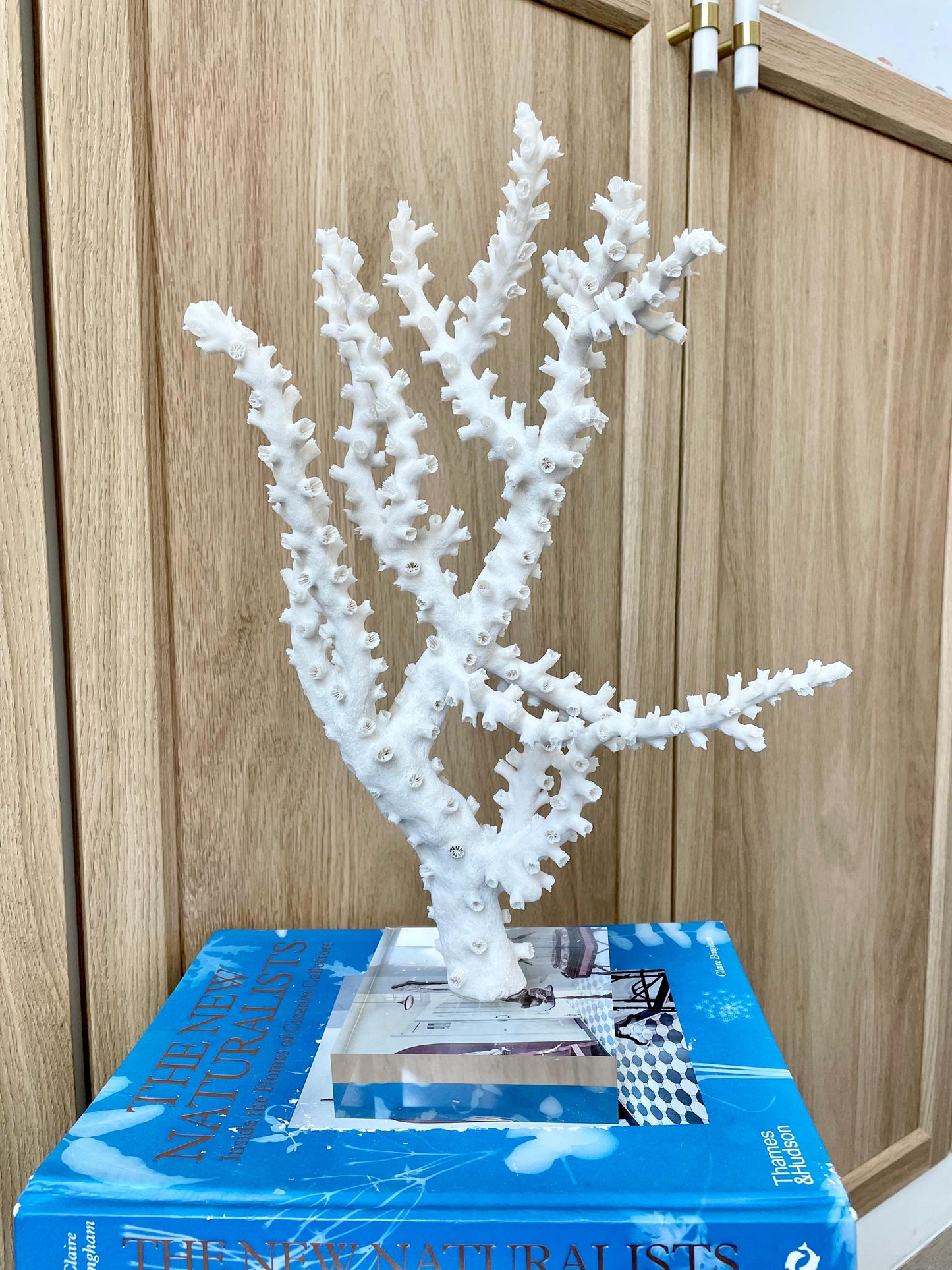 Natural Octopus Coral Fossil Display: 13.5"x 8.5"x 4" Coastal Beach Home Décor