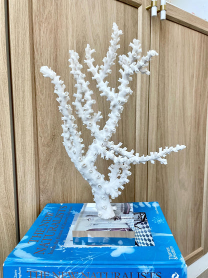Natural Octopus Coral Fossil Display: 13.5"x 8.5"x 4" Coastal Beach Home Décor