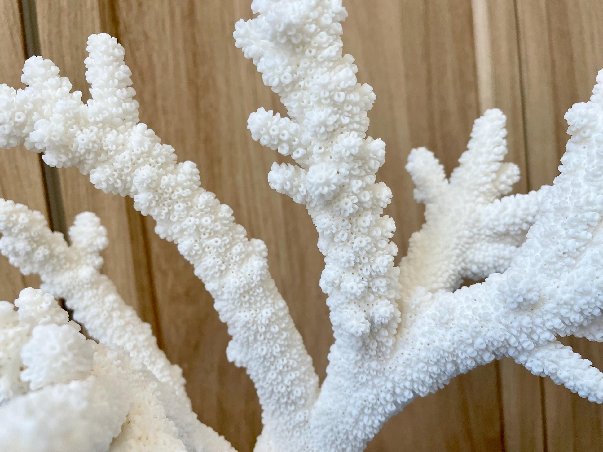 Branch Coral Fossil Specimen: 13" x 11.75"x 8.25" Coastal Beach House Décor