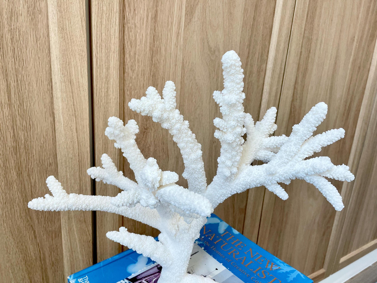Branch Coral Fossil Specimen: 13" x 11.75"x 8.25" Coastal Beach House Décor