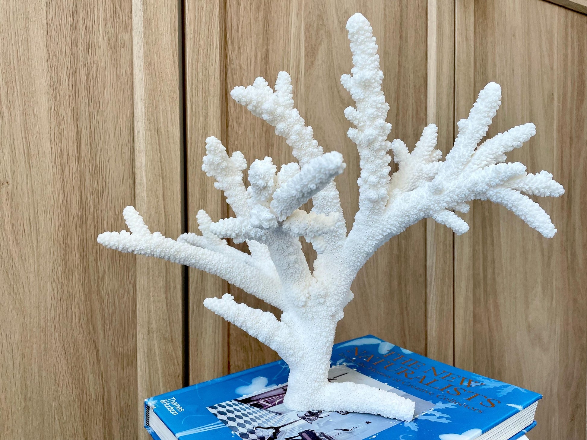 Branch Coral Fossil Specimen: 13" x 11.75"x 8.25" Coastal Beach House Décor