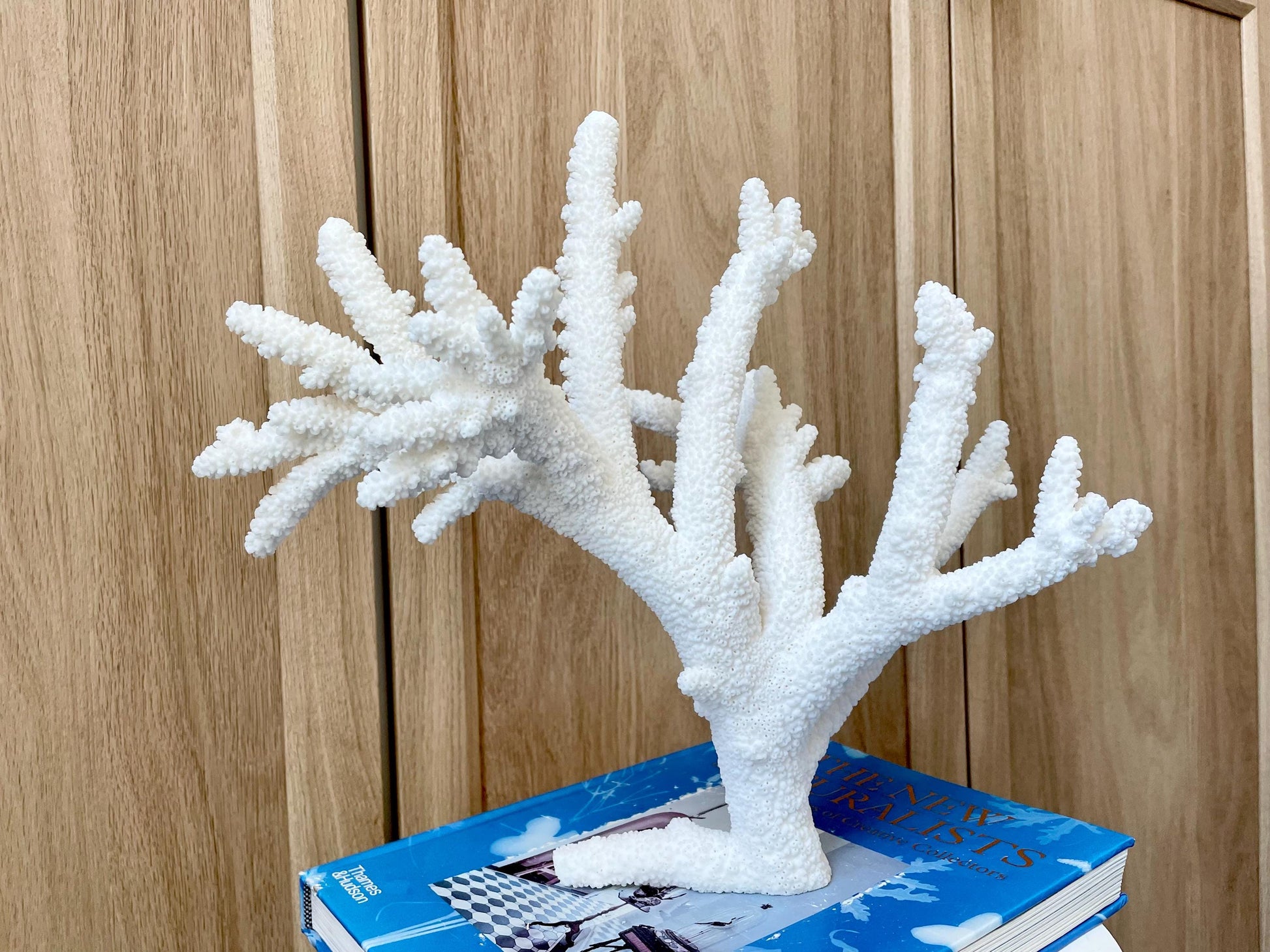 Branch Coral Fossil Specimen: 13" x 11.75"x 8.25" Coastal Beach House Décor