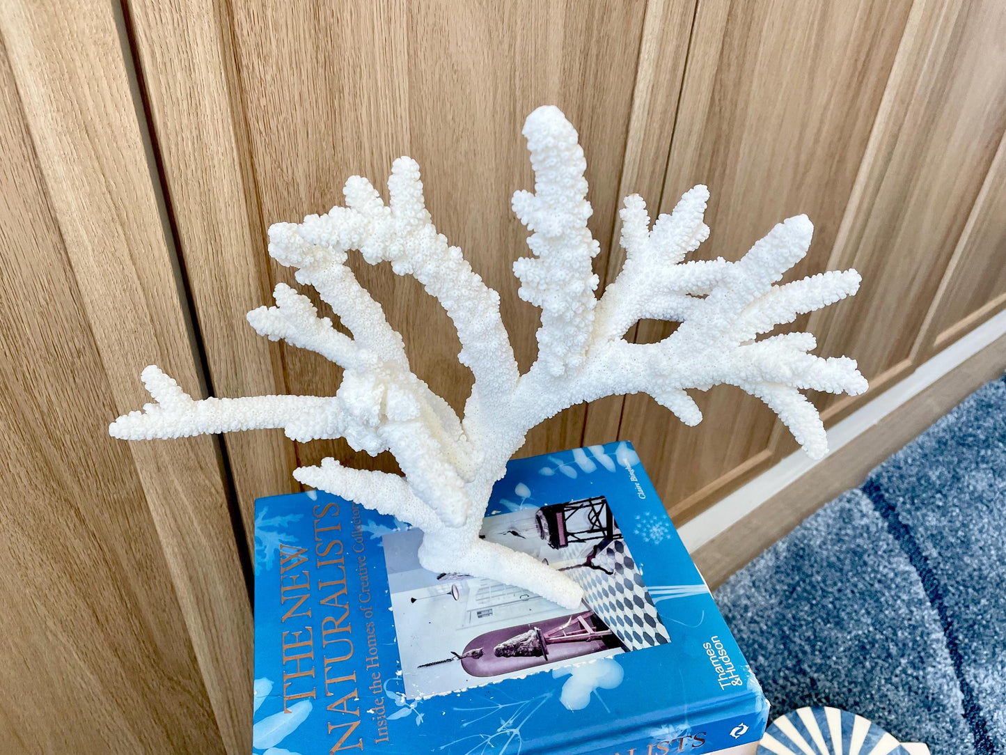Branch Coral Fossil Specimen: 13" x 11.75"x 8.25" Coastal Beach House Décor