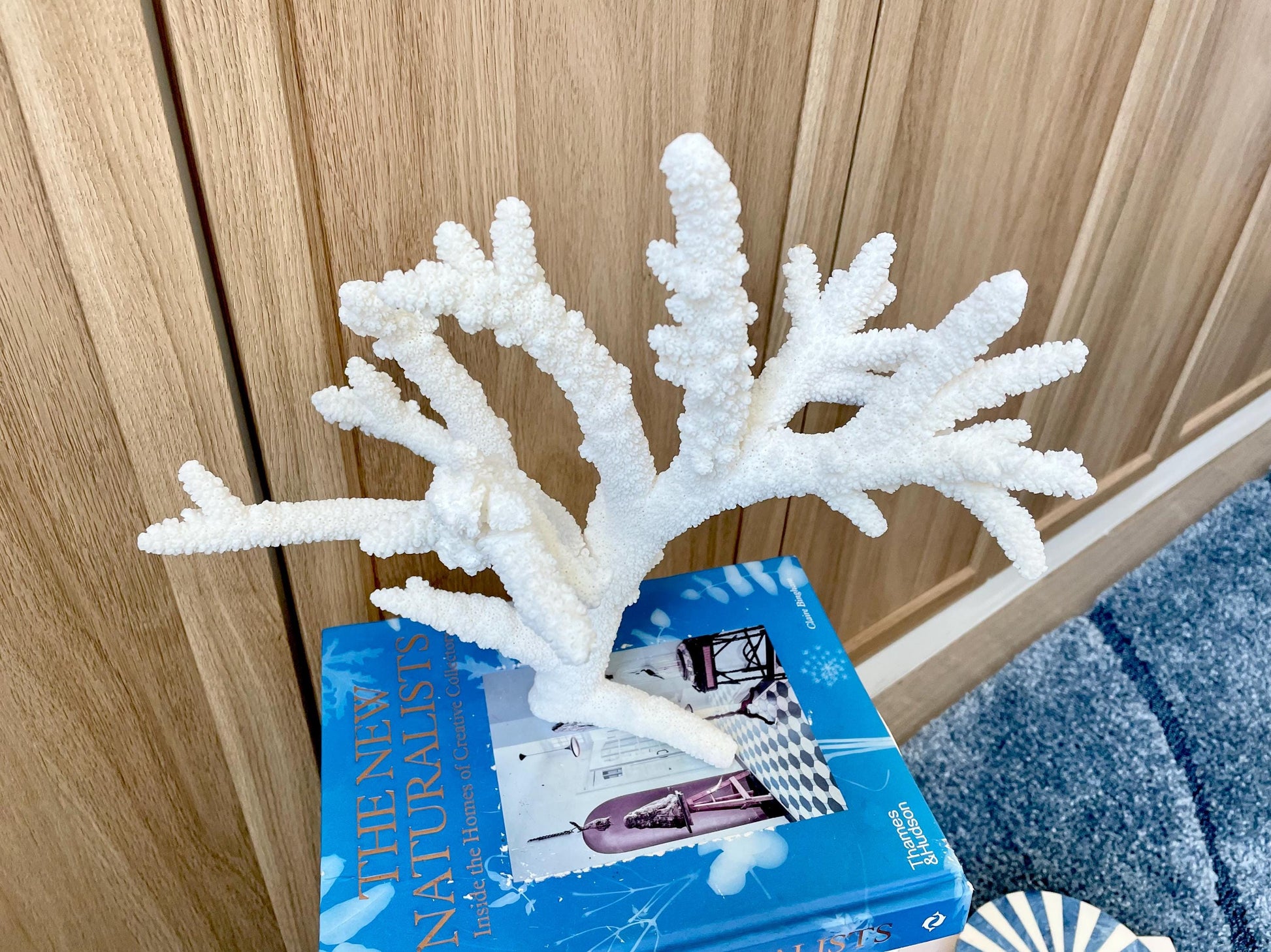 Branch Coral Fossil Specimen: 13" x 11.75"x 8.25" Coastal Beach House Décor