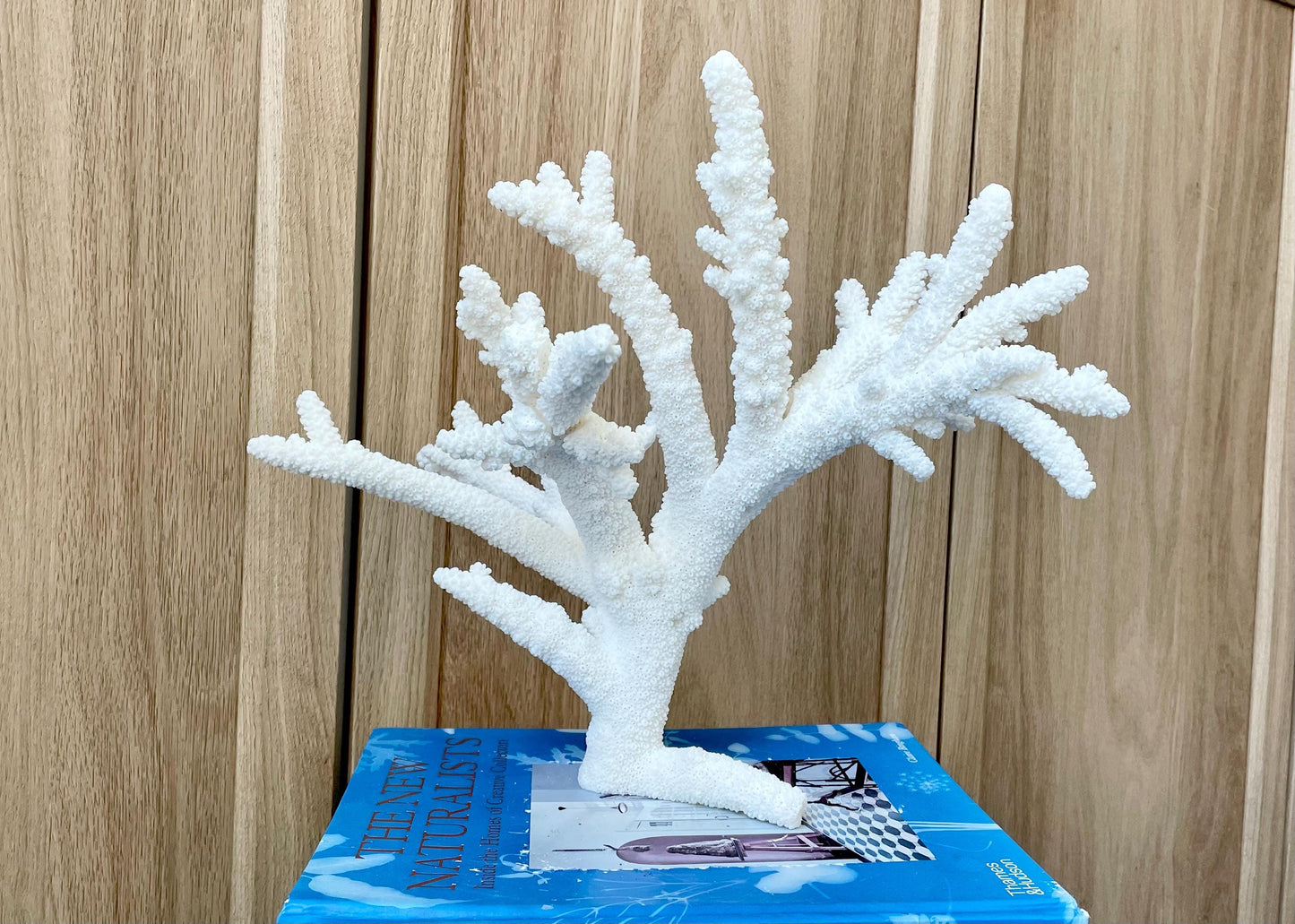 Branch Coral Fossil Specimen: 13" x 11.75"x 8.25" Coastal Beach House Décor