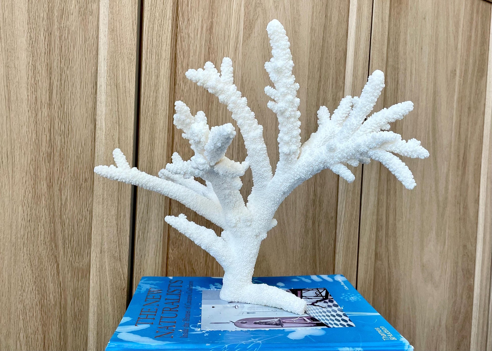 Branch Coral Fossil Specimen: 13" x 11.75"x 8.25" Coastal Beach House Décor