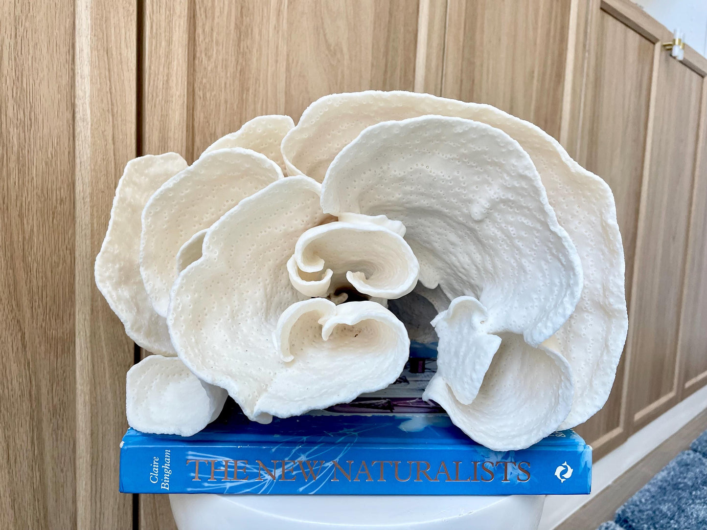 Natural Spiral Cup Coral Fossil: 11.5" x 11" x 8" Coastal Beach House White Décor