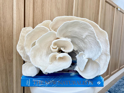 Natural Spiral Cup Coral Fossil: 11.5" x 11" x 8" Coastal Beach House White Décor