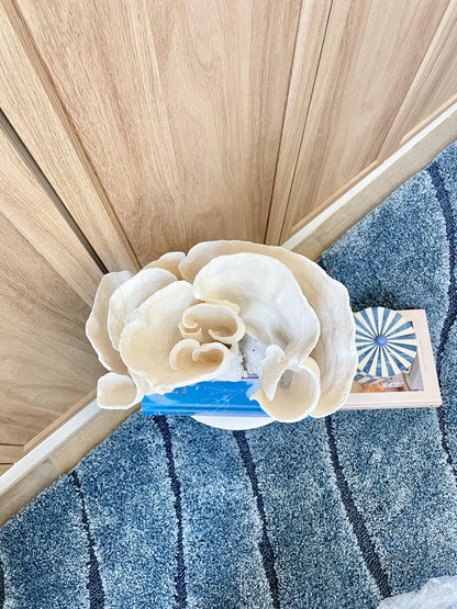 Natural Spiral Cup Coral Fossil: 11.5" x 11" x 8" Coastal Beach House White Décor