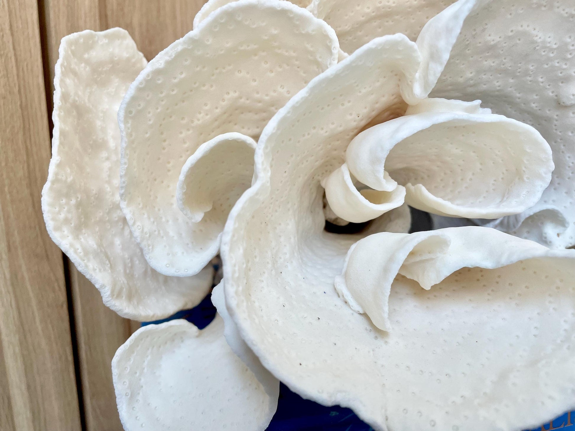 Natural Spiral Cup Coral Fossil: 11.5" x 11" x 8" Coastal Beach House White Décor