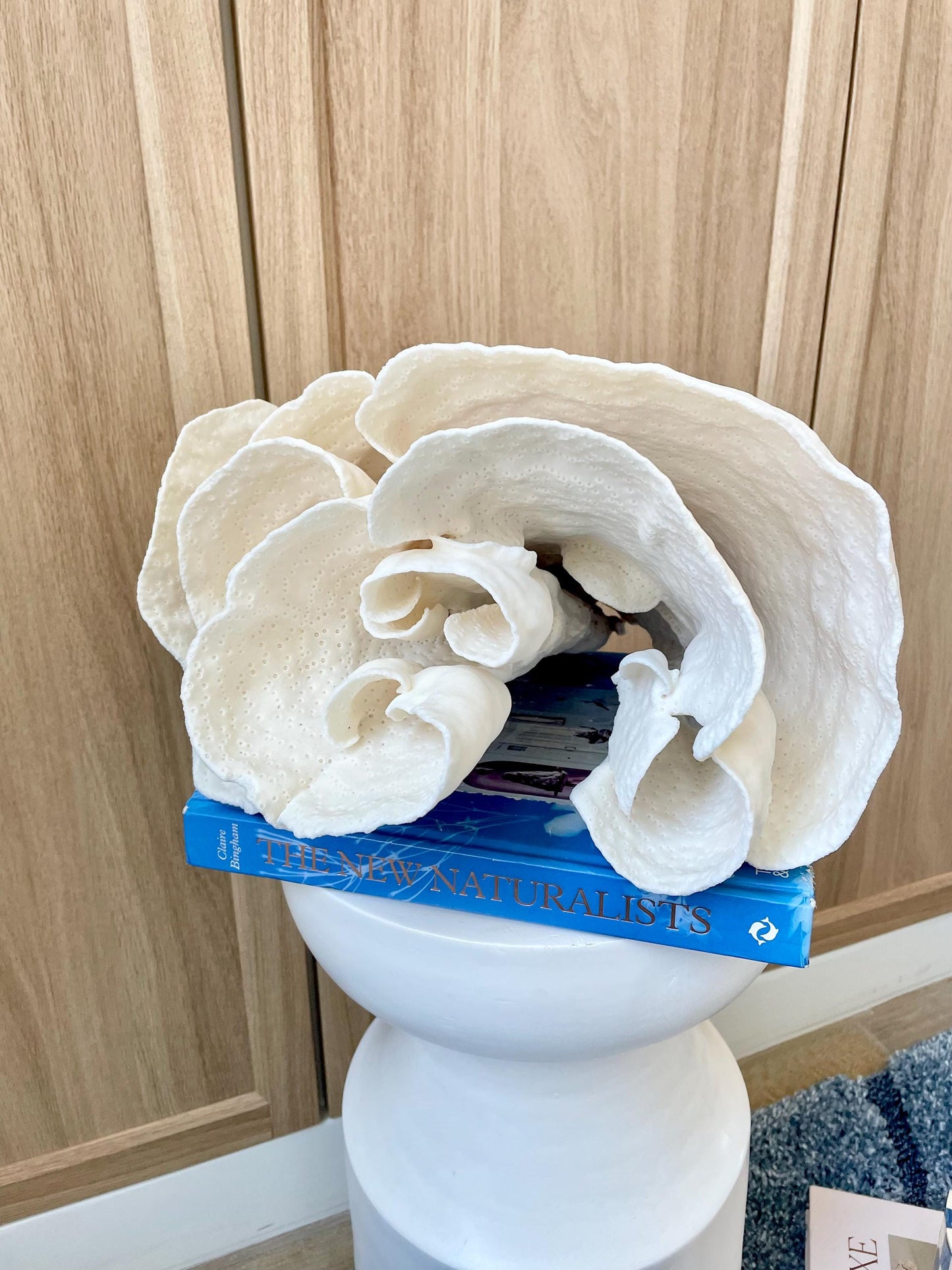 Natural Spiral Cup Coral Fossil: 11.5" x 11" x 8" Coastal Beach House White Décor