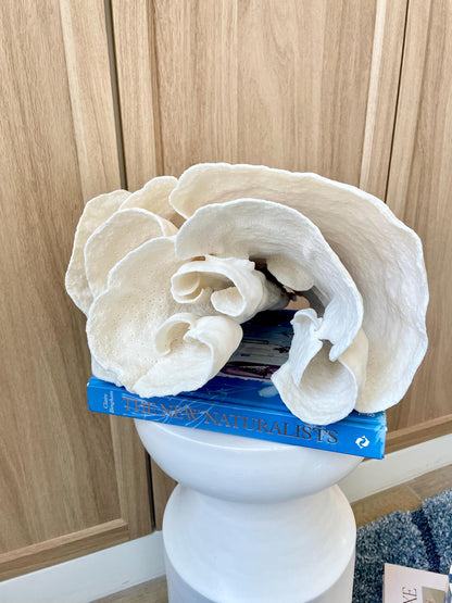 Natural Spiral Cup Coral Fossil: 11.5" x 11" x 8" Coastal Beach House White Décor