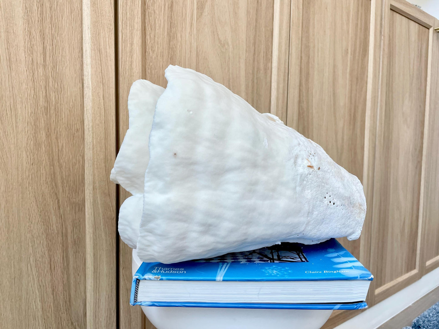 Natural Spiral Cup Coral Fossil: 11.5" x 11" x 8" Coastal Beach House White Décor