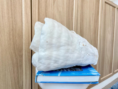 Natural Spiral Cup Coral Fossil: 11.5" x 11" x 8" Coastal Beach House White Décor