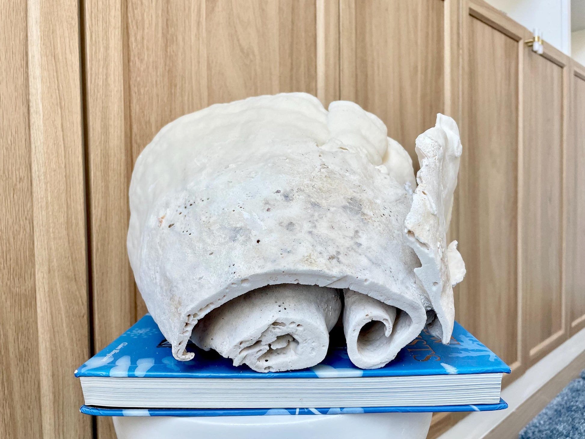 Natural Spiral Cup Coral Fossil: 11.5" x 11" x 8" Coastal Beach House White Décor