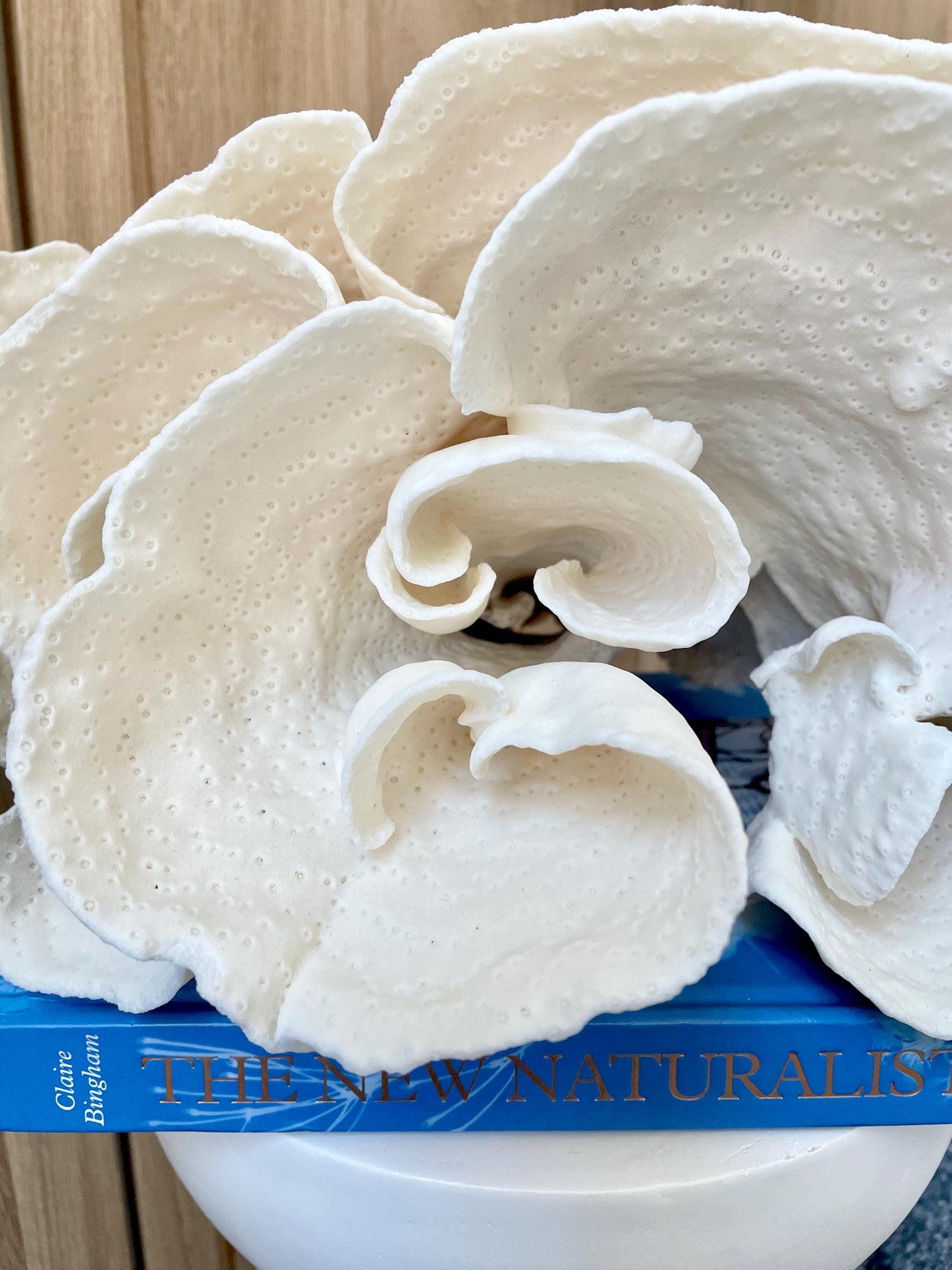 Natural Spiral Cup Coral Fossil: 11.5" x 11" x 8" Coastal Beach House White Décor