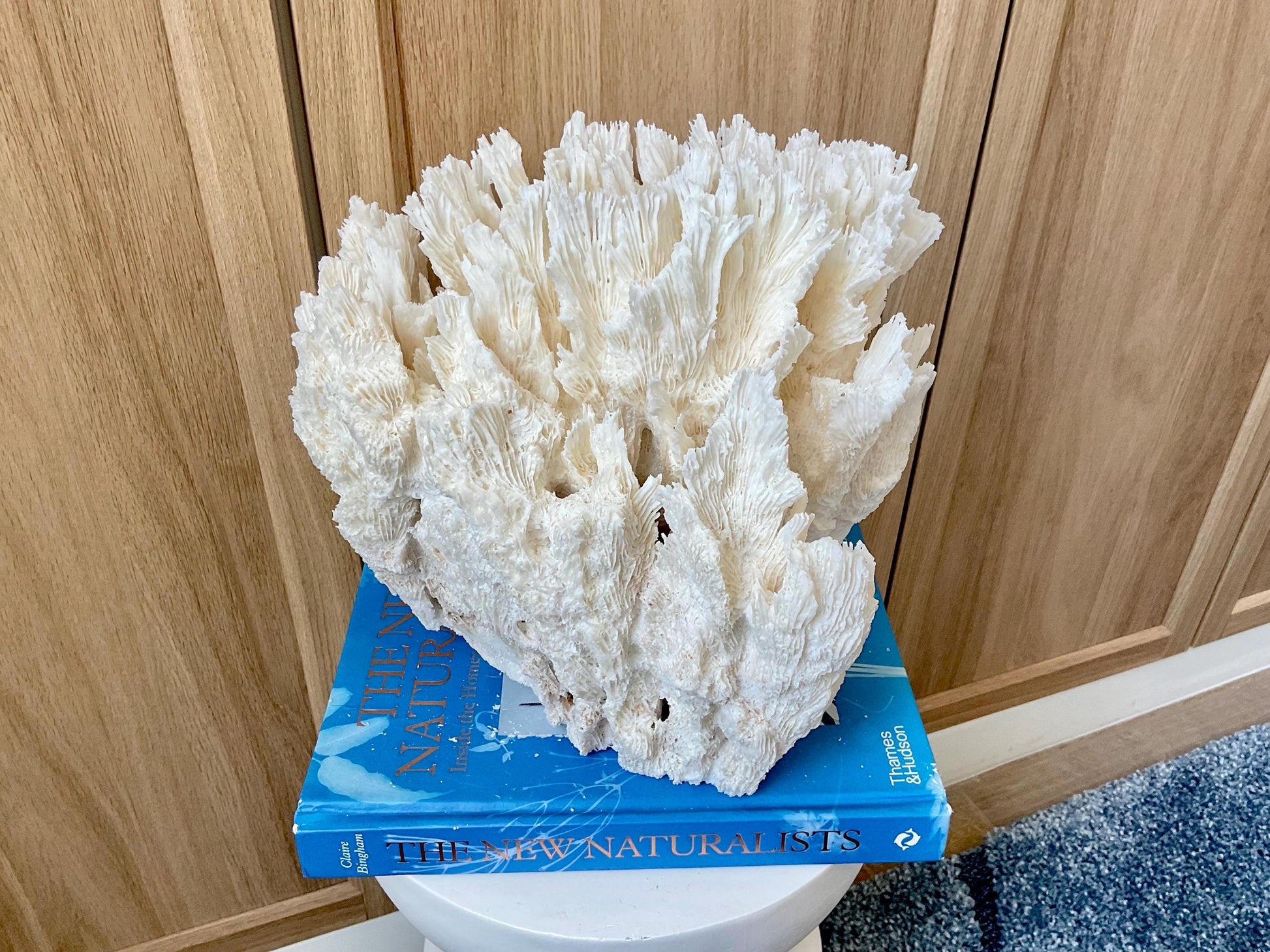 Natural Lettuce Coral Fossil: 10" x 9.5" x 6" Coastal Beach House White Décor