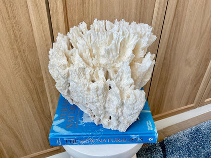 Natural Lettuce Coral Fossil: 10" x 9.5" x 6" Coastal Beach House White Décor