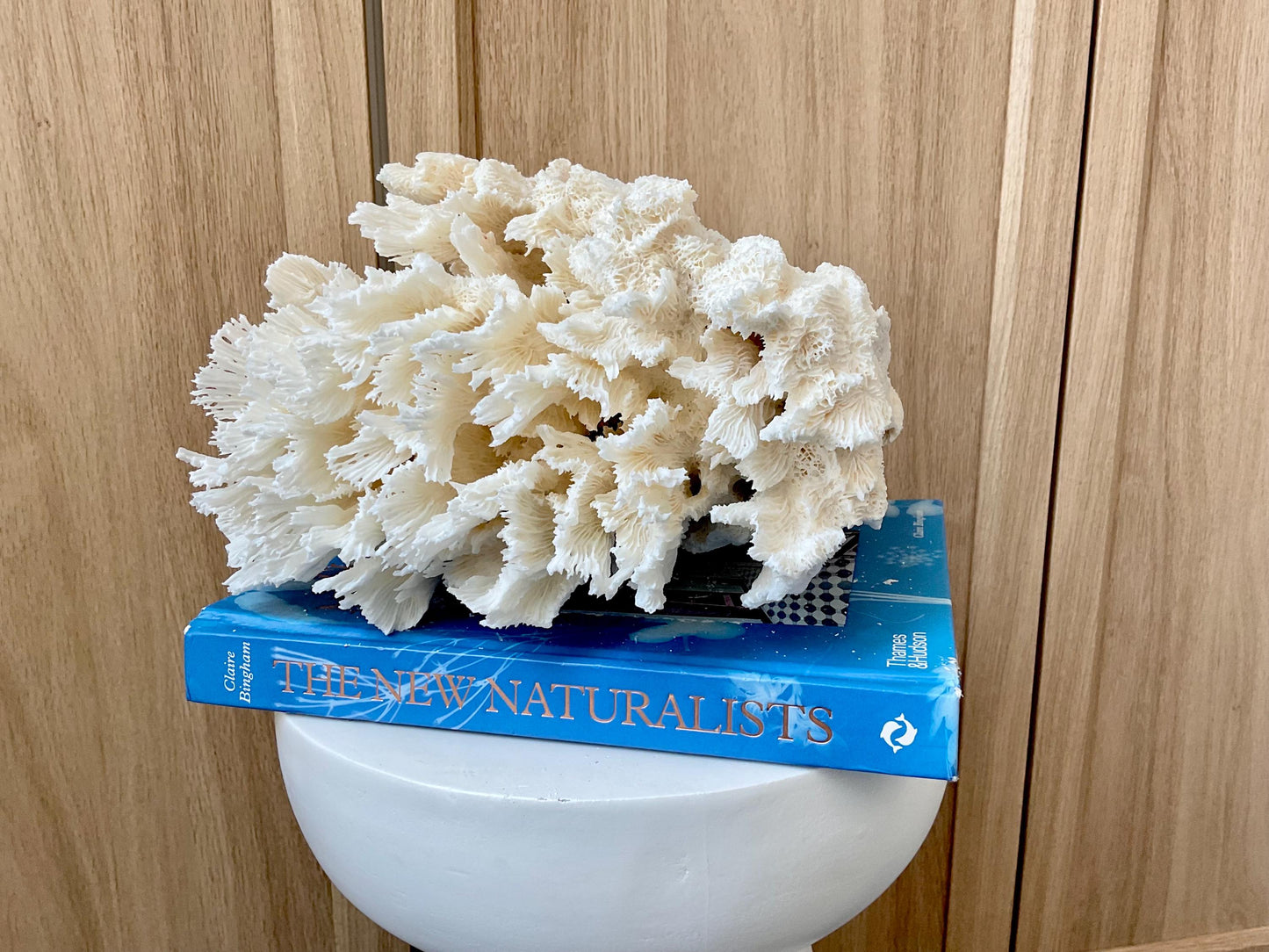 Natural Lettuce Coral Fossil: 10" x 9.5" x 6" Coastal Beach House White Décor
