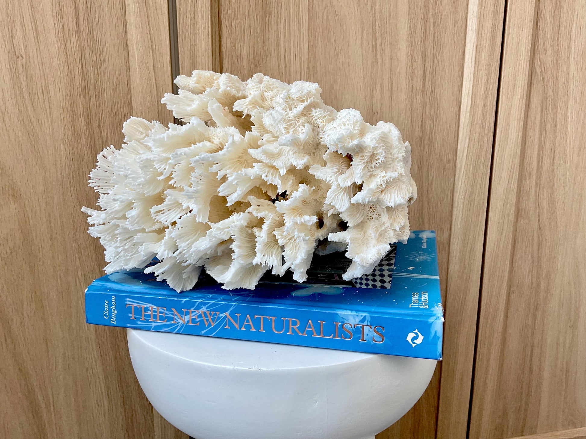 Natural Lettuce Coral Fossil: 10" x 9.5" x 6" Coastal Beach House White Décor