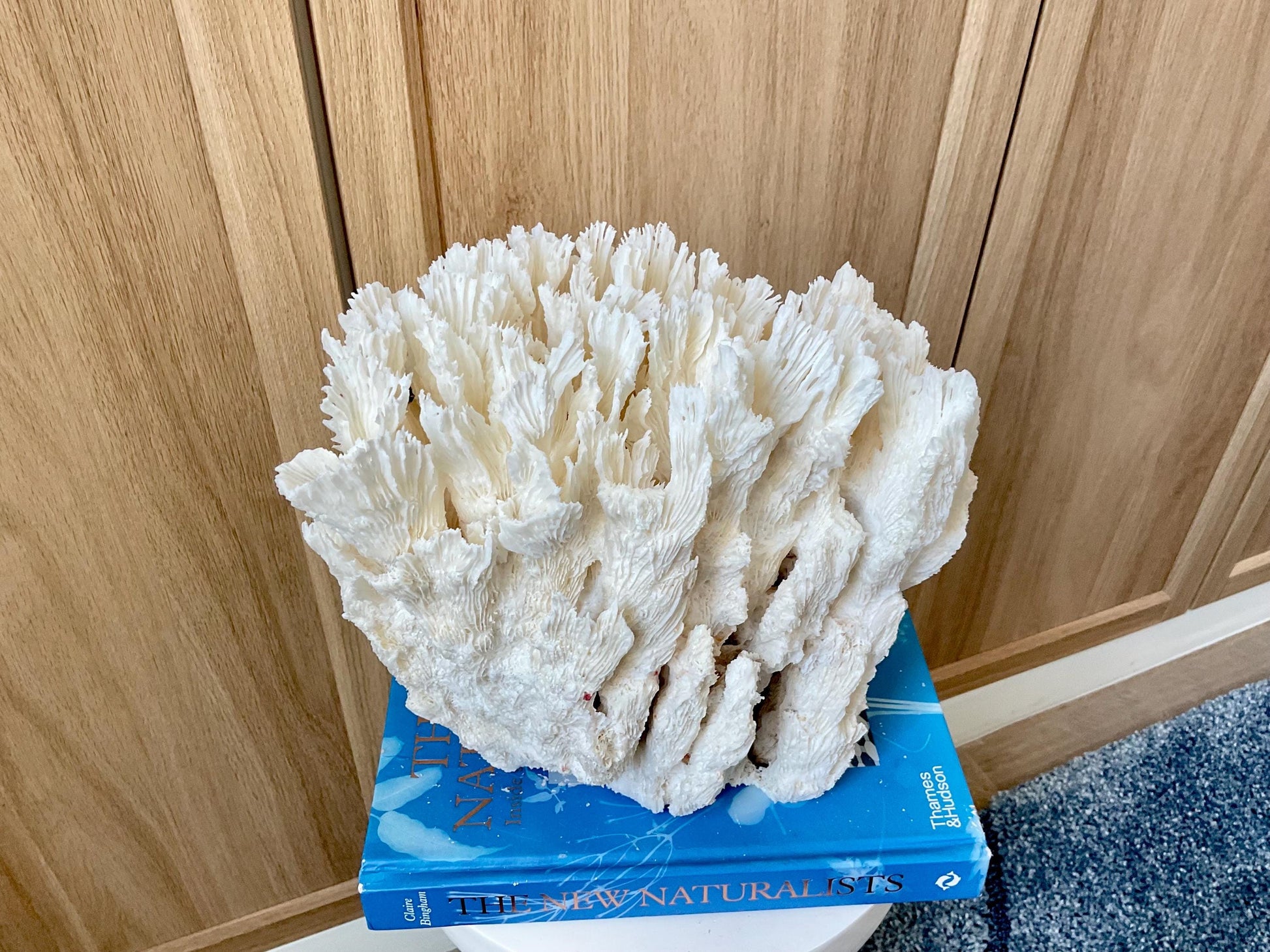 Natural Lettuce Coral Fossil: 10" x 9.5" x 6" Coastal Beach House White Décor